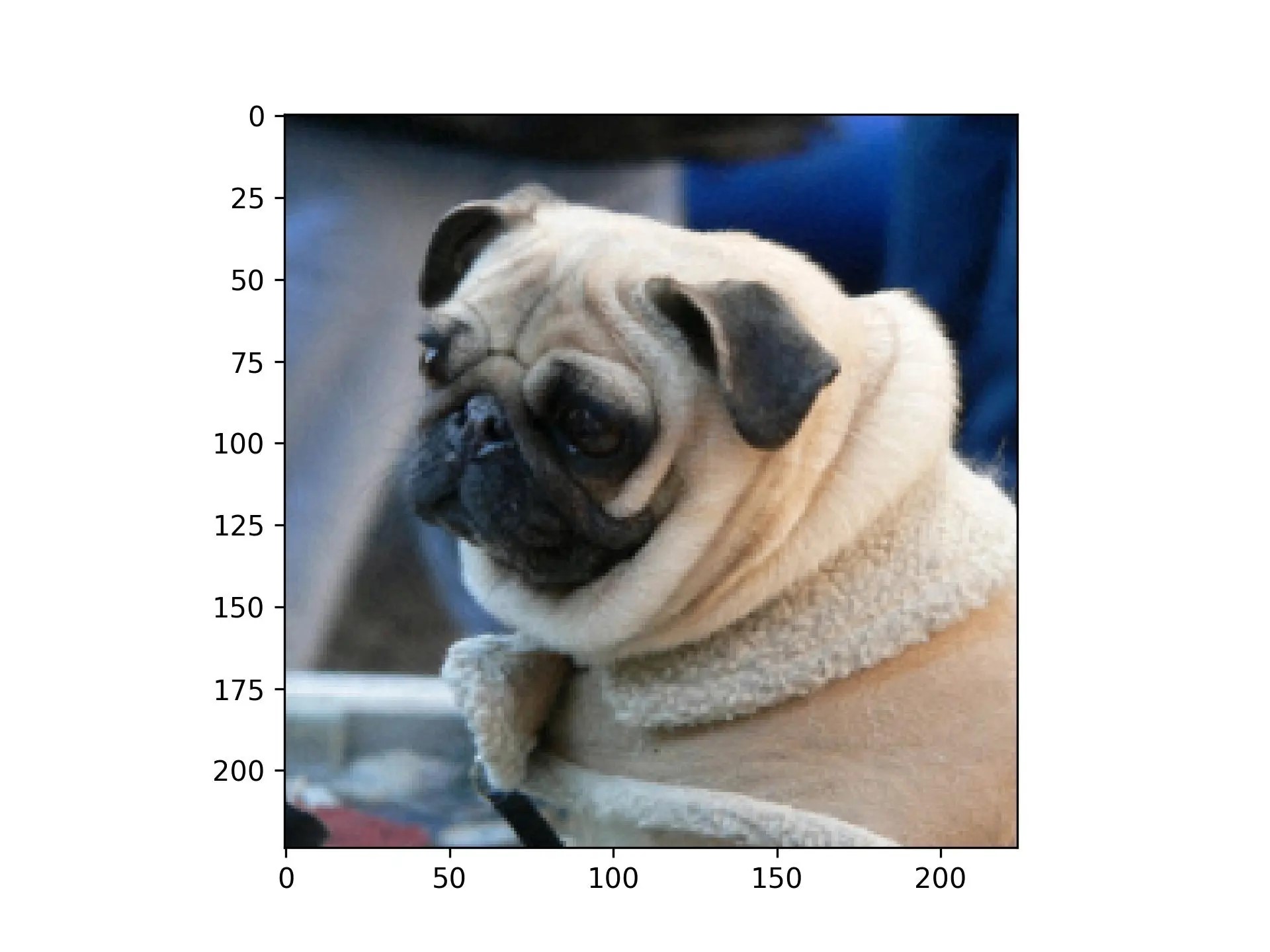 Фотография мопса — пример для adversarial perturbation
